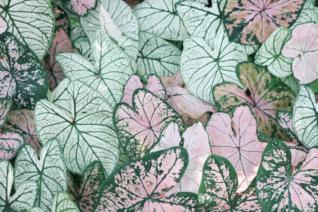 photo of leaves