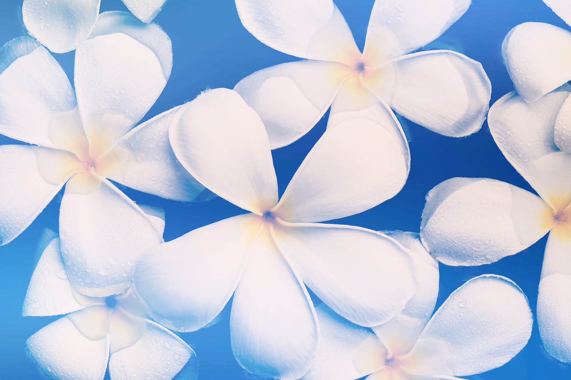 tilt lens photography of white flowers